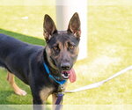 Small German Shepherd Dog
