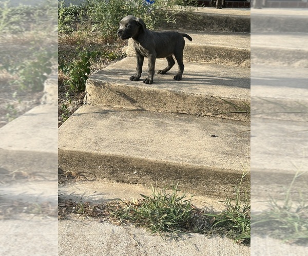 Medium Photo #1 Cane Corso Puppy For Sale in LANCASTER, TX, USA