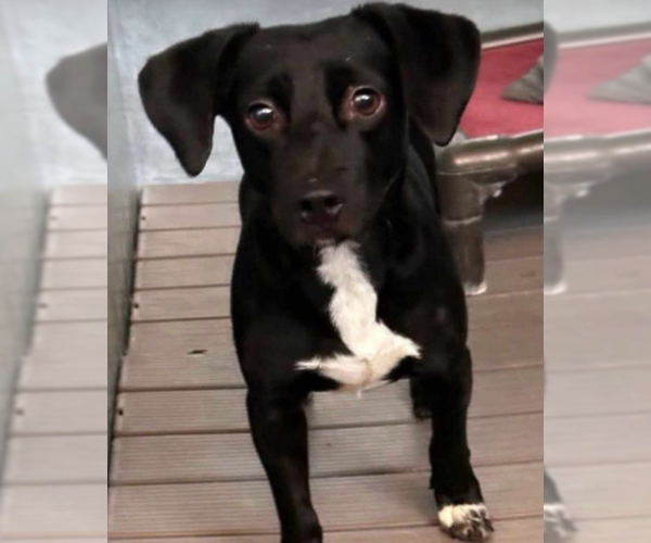 Medium Photo #7 Chihuahua-Unknown Mix Puppy For Sale in Cranston, RI, USA