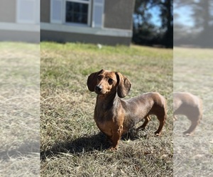 Mother of the Dachshund puppies born on 05/01/2025