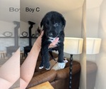 Rex - Male Shollie Puppy for Sale - Small photo