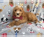 Small #2 Cavapoo (Miniature)