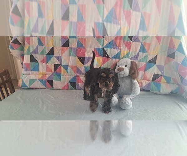 Medium Photo #2 Cocker Spaniel Puppy For Sale in WINDERMERE, FL, USA