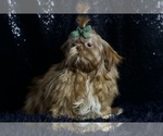 Small #7 Shih Tzu