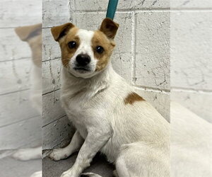 Chihuahua Dogs for adoption in San Bernardino, CA, USA