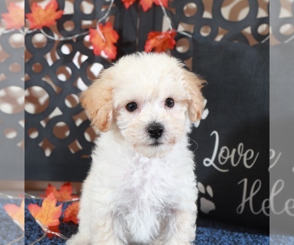 Medium Photo #1 Bichpoo Puppy For Sale in MOUNT VERNON, OH, USA