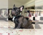 Small #3 French Bulldog