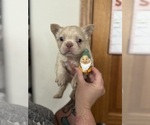 Puppy Bashful French Bulldog