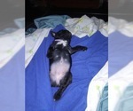 Small Photo #13 French Bulldog-Frenchie Pug Mix Puppy For Sale in DAYTON, OH, USA