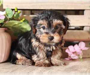 Yorkshire Terrier Puppy for sale in MOUNT VERNON, OH, USA