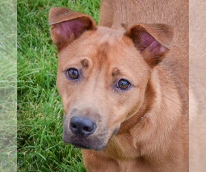 German Shepherd Dog-Unknown Mix Dogs for adoption in Huntley, IL, USA