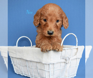 Goldendoodle (Miniature) Puppy for sale in NEW PARIS, IN, USA