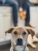 Small Photo #1 Labrador Retriever-Unknown Mix Puppy For Sale in HOUSTON, TX, USA