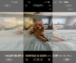 Small Photo #1 Labradoodle Puppy For Sale in THOUSAND OAKS, CA, USA
