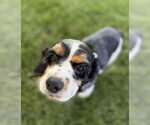 Small #3 Cocker Spaniel
