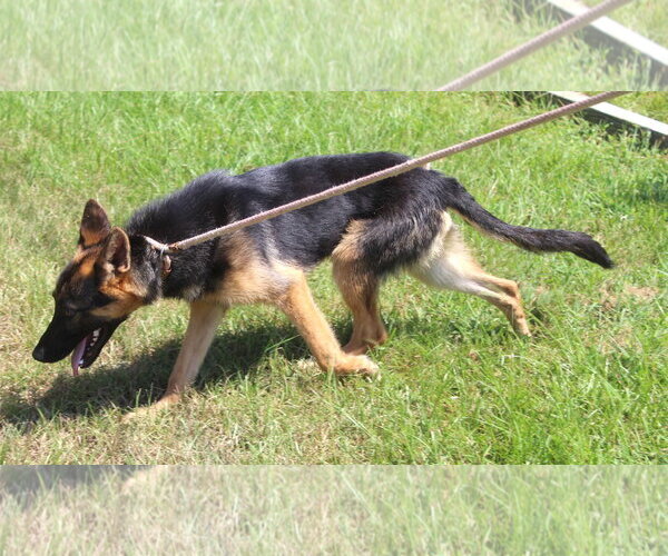 Medium Photo #2 German Shepherd Dog Puppy For Sale in Holly Hill, SC, USA