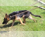 Small #1 German Shepherd Dog