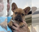 Small Photo #22 French Bulldog Puppy For Sale in TEMPLE, TX, USA