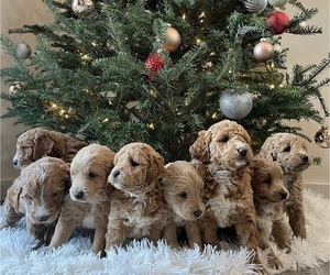 Goldendoodle (Miniature) Puppy for sale in QUARRYVILLE, PA, USA