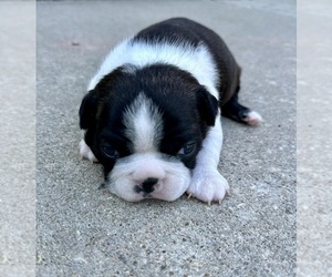 Boston Terrier Puppy for sale in WASHBURN, MO, USA