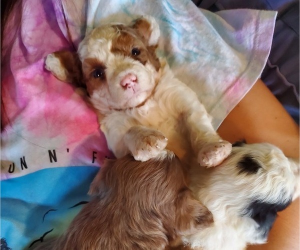 Medium Photo #19 Bernedoodle (Miniature) Puppy For Sale in LEETONIA, OH, USA