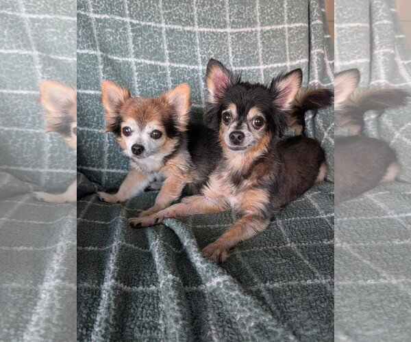 Medium Photo #1 Chihuahua-Unknown Mix Puppy For Sale in Oakhurst, NJ, USA