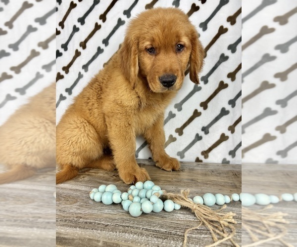 Medium Photo #5 Golden Retriever Puppy For Sale in INDIANAPOLIS, IN, USA