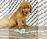 Small #4 Golden Retriever