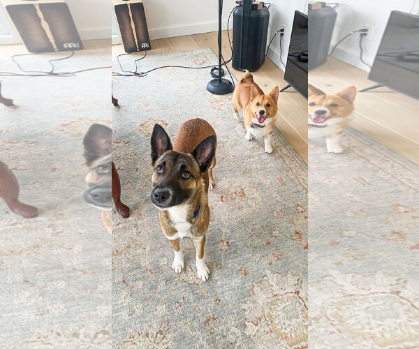 Medium Photo #4 Mutt Puppy For Sale in Millburn, NJ, USA