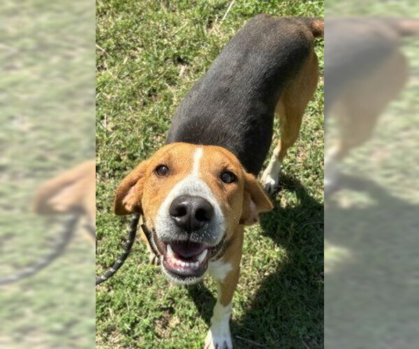 Medium Photo #3 Treeing Walker Coonhound Puppy For Sale in Glen Allen, VA, USA