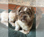 Small #4 Shih Tzu
