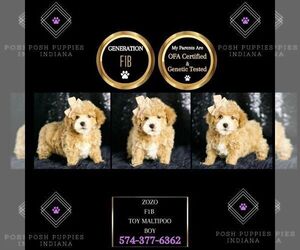 Maltipoo Puppy for sale in WARSAW, IN, USA