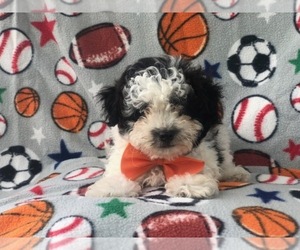 Puppies For Sale Near Winter Haven Florida Usa Page 1 10 Per