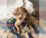 Small #36 Mutt