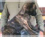 Small Photo #6 Belgian Malinois-Dutch Shepherd Dog Mix Puppy For Sale in SALADO, TX, USA