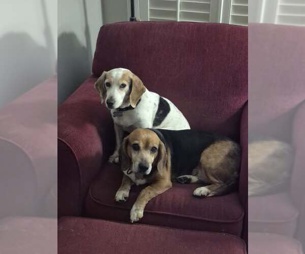 Medium Photo #4  Puppy For Sale in , 