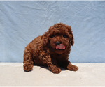 Small #6 Poodle (Toy)