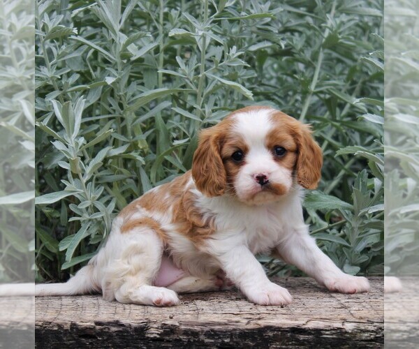 Medium Photo #4 Cavalier King Charles Spaniel Puppy For Sale in GAP, PA, USA