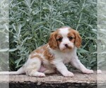 Small Photo #4 Cavalier King Charles Spaniel Puppy For Sale in GAP, PA, USA