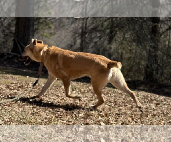 Medium Photo #3 Golden Shepherd Puppy For Sale in Attalka, AL, USA