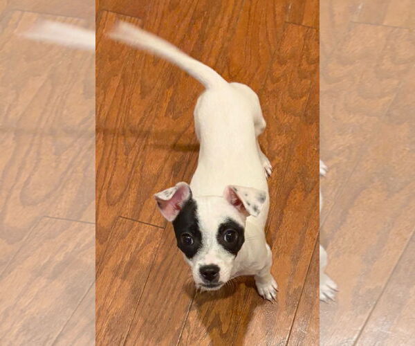 Medium Photo #4 Chihuahua-Unknown Mix Puppy For Sale in Valrico, FL, USA