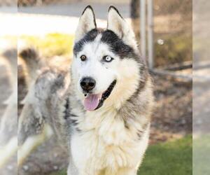 Siberian Husky Dogs for adoption in Camarillo, CA, USA