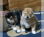 Small Photo #16 Shiba Inu Puppy For Sale in MANITO, IL, USA