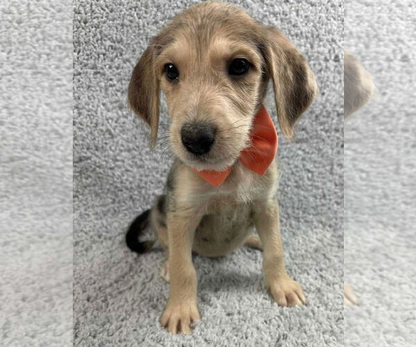 Medium Photo #5 Poodle (Standard)-Unknown Mix Puppy For Sale in Grafton, WI, USA