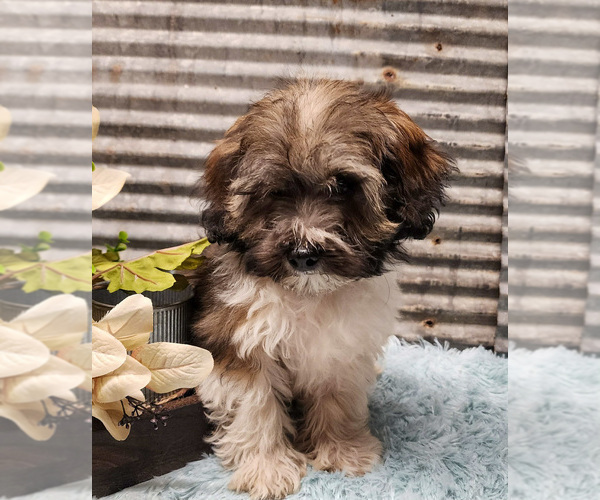Medium Photo #2 Havapoo Puppy For Sale in CAPAC, MI, USA