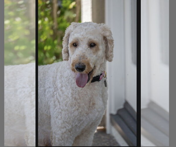Medium Photo #1 Poodle (Standard) Puppy For Sale in Menifee, CA, USA