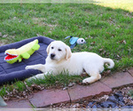 Small #7 Labrador Retriever