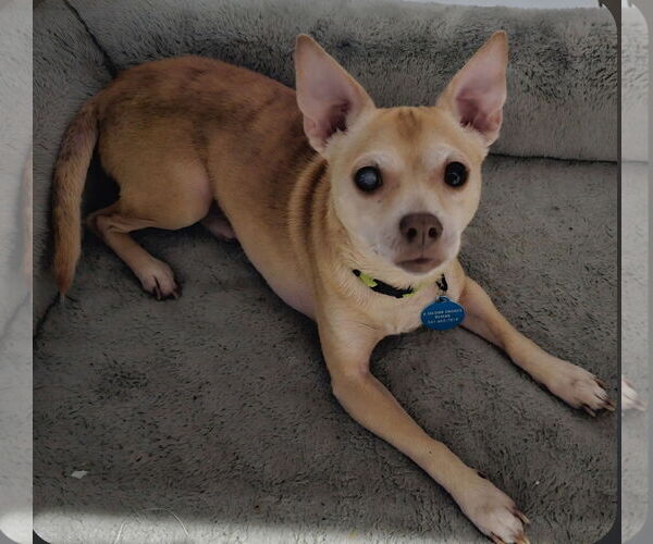 Medium Photo #2 Chihuahua-Unknown Mix Puppy For Sale in Royal Palm Beach, FL, USA