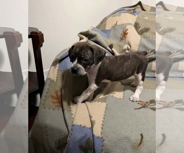 Medium Photo #1 Boston Terrier-Unknown Mix Puppy For Sale in Plainfield, IL, USA