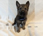 Small Photo #12 German Shepherd Dog Puppy For Sale in ANNA, TX, USA